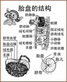 胎盘结构图 ; 母体胎盘;; 母体胎盘胎盘结构图