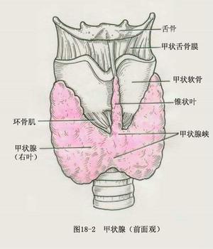 甲状腺功能低下