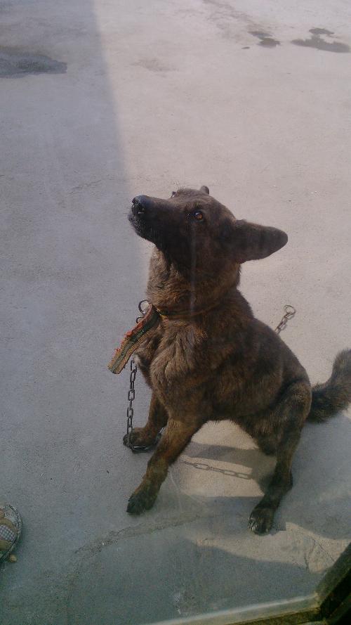 虎斑犬
