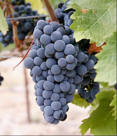 梅洛红酒+-+搜搜百科