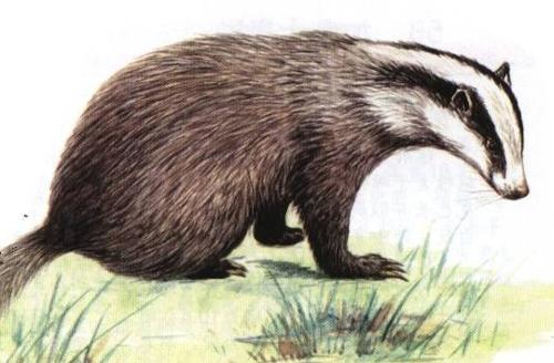 獾猪-+搜狗百科