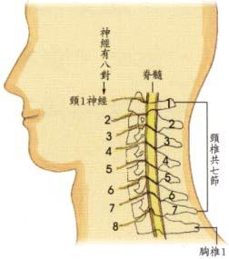 颈椎管狭窄症多见于中老年人,好发部位为下颈椎,以颈4～6节段最多见