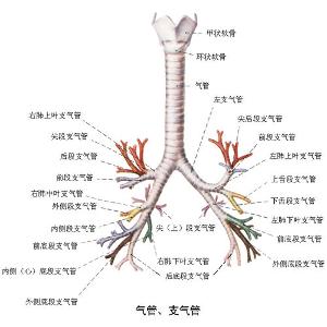 支气管肺泡呼吸音的吸气相与呼气相大致相同.