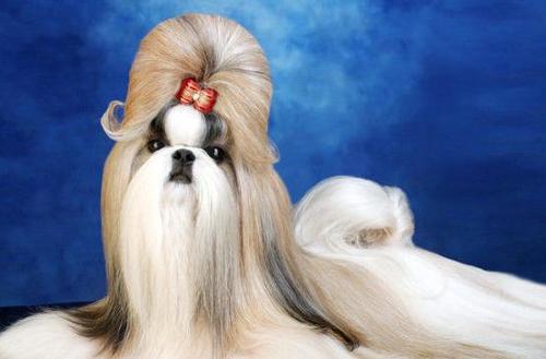 将西施狗从西藏直接引进到了