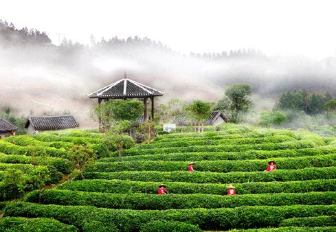 刘三姐茶园