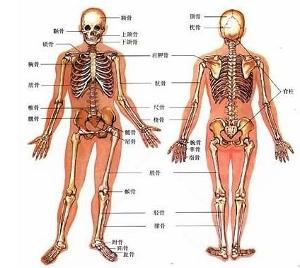 全部版本 最新版本         人体的背部是以二十六块骨头连成的脊柱为