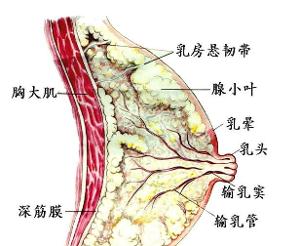 乳房肿块-百科