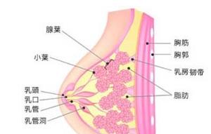 乳房肿块