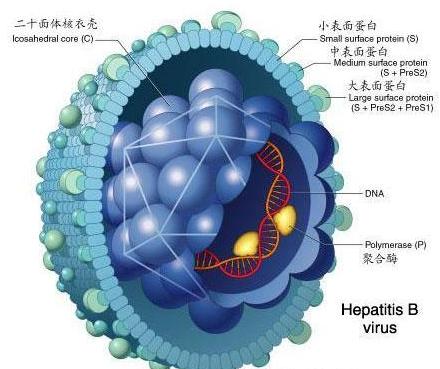 乙肝表面抗体-+搜搜百科