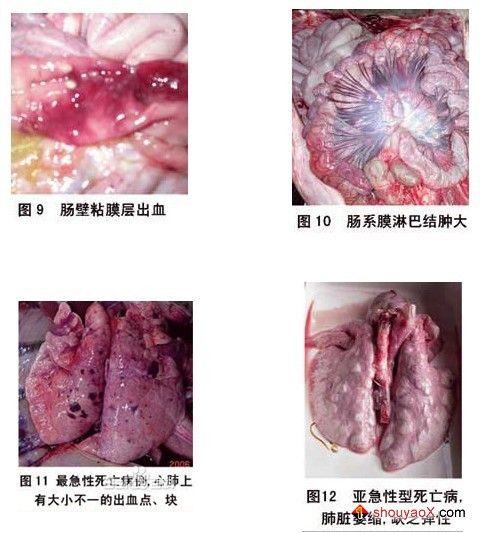 猪蓝耳病