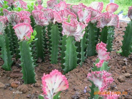 多肉花卉+-+搜搜百科