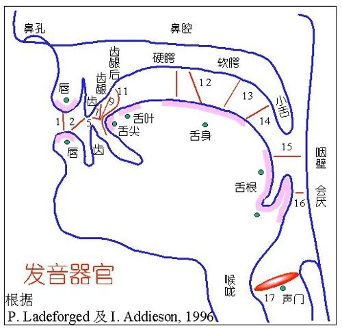 齿龈 软腭 硬腭 分别在哪?看看我说的对不对,齿龈就是
