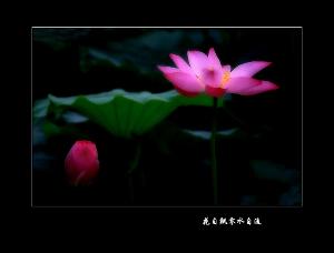 花自飘零水自流