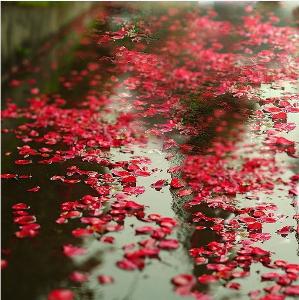 花自飘零水自流_花自飘零水自流全文_花自飘