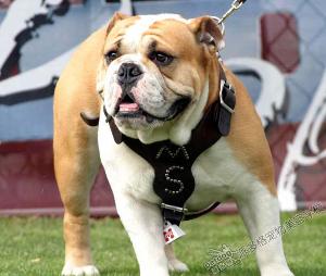 老虎狗+-+搜搜百科