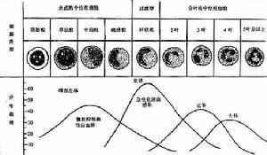 白细胞减少