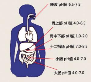 酸碱体质理论