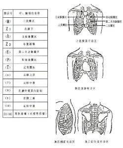 心肺听诊触诊模型