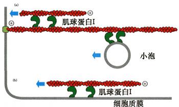 血清球蛋白是机体免疫器官制造的,球蛋白正常值 [2]为20-30 g/l.