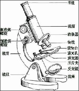 中文名称显微镜