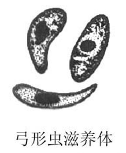 弓形虫