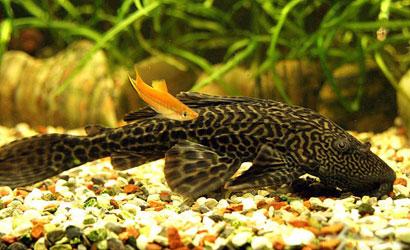  清道夫 +-+搜搜百科