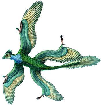   始祖鸟(属名archaeopteryx)是一些有羽毛印痕的兽脚类恐龙