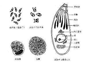 宠物弓形虫怎么传染给孕妇-家养猫感染的几率大吗 (宠物弓形虫怎么传染给孕妇)