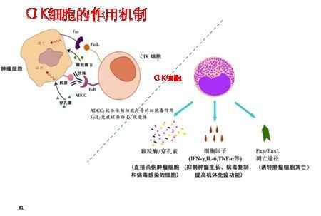 cik细胞作用机制