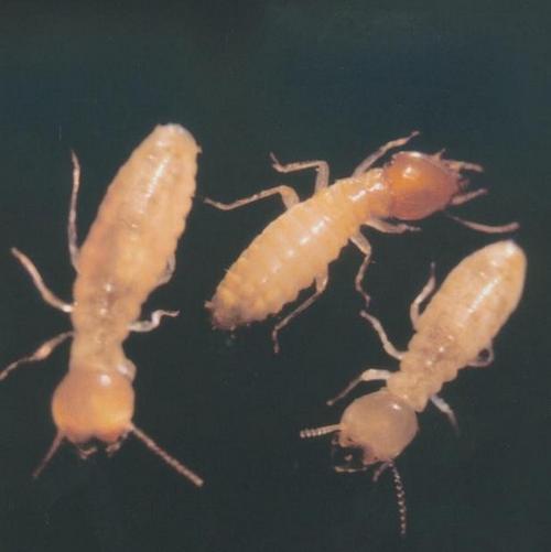 黄翅大白蚁和黑翅土白蚁在铜矿