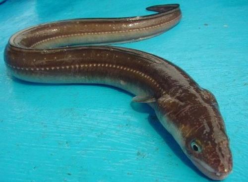 鳗鱼是指属于鳗鲡目分类下的物种总称