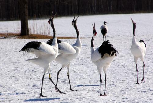       丹顶鹤(学名:grus japonensis)是鹤类中的一种