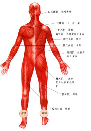 全身骨骼肌收缩