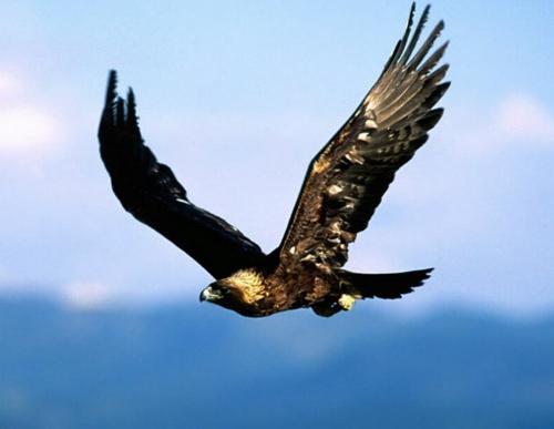 金雕-+搜搜百科