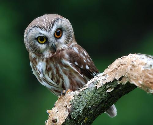 看到死的猫头鹰代表什么