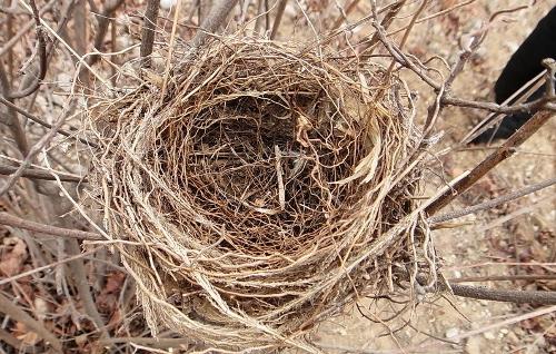 洞穴巢及巢口较小的球状,囊状和袋状巢如能将自然界中的鸟巢完整地取