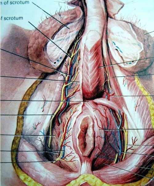 pc肌+-+搜搜百科
