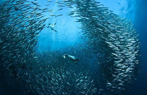 千叶县的沙丁鱼饭团