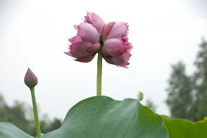 并蒂莲是荷花中的一个变种,实际上,它一茎产生两花,花各有蒂,蒂在