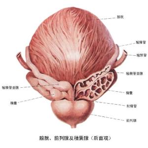 骨盆人口右倾斜经_骨盆倾斜图片(2)