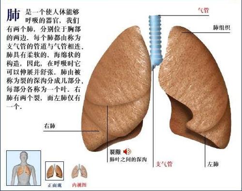 肺在五脏六腑中位置最高,覆盖诸脏,故有"华盖"之称.