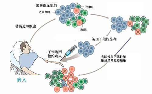 系的小鼠睾丸畸胎瘤的研究表明其来源于胚胎生殖细胞(embryonic germ