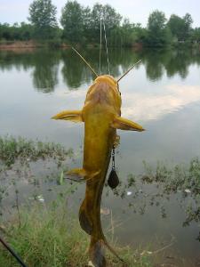 鳍鱼亚网鲶形目鲶科鲶属鲶鱼,学名叫silurus asotus,俗称土鲶,鲶巴郎