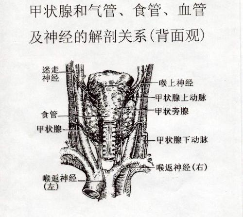 甲状腺在哪个部位图