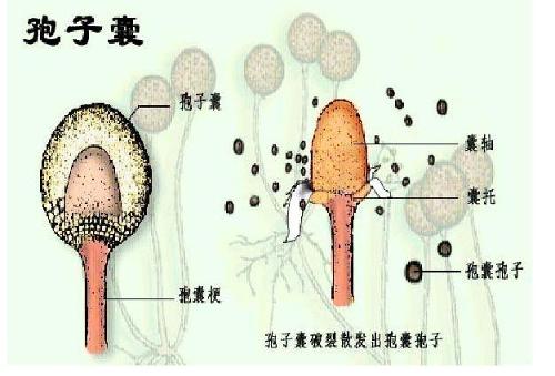 孢子植物