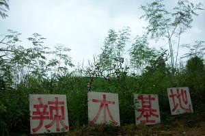 登录查看大图