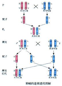 基因的连锁和交换定律