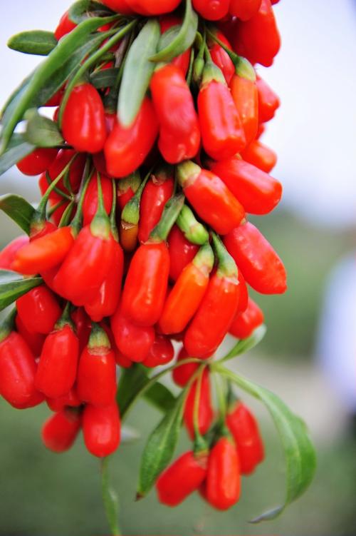 方法与黑枸杞的功效与作用及食用方法又有什么