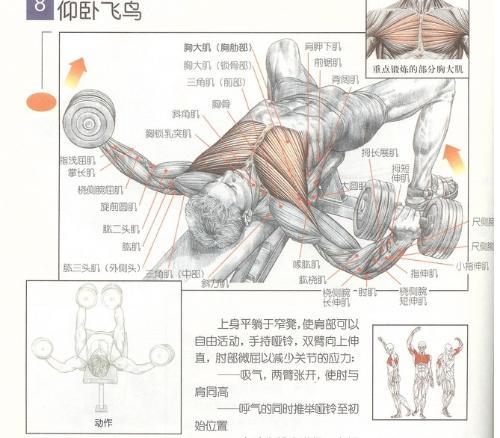 胸肌-+搜搜百科
