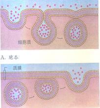 胞吞与胞饮